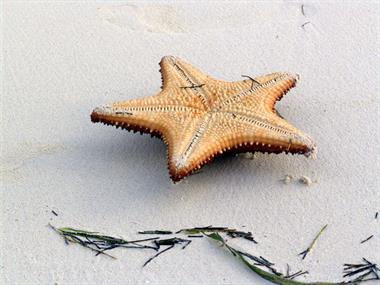 2004 Cuba, Cayo Levisa, DSC00712 B_B720